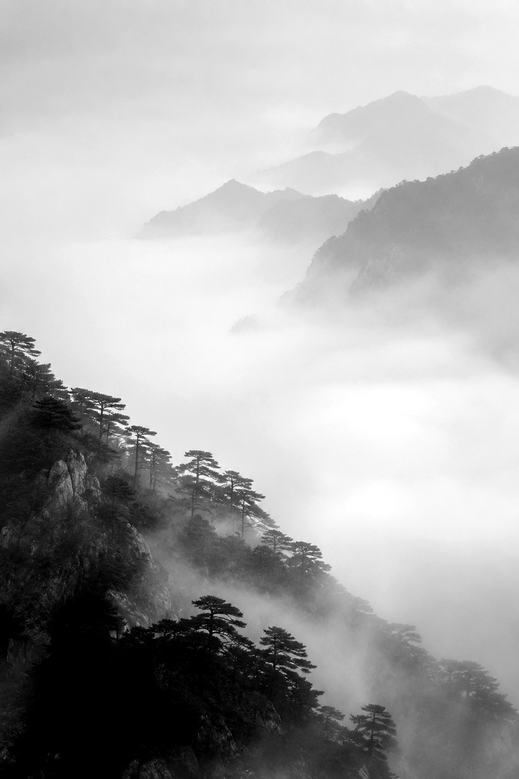 AI generated monochrome fine-art landscape of a pine ridge dissolving into fog.
